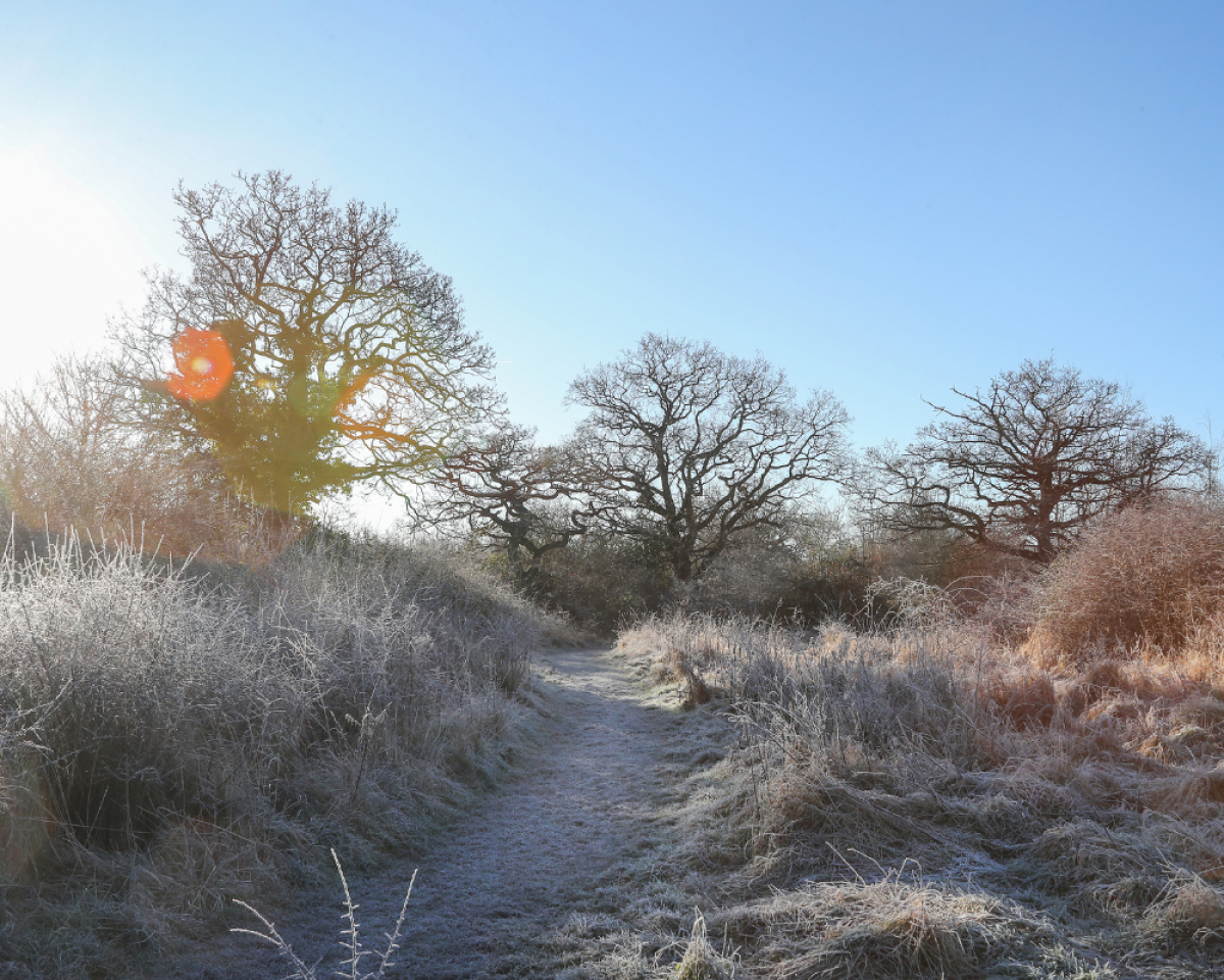 A pathway through the Forest surrounded by mature trees in winter