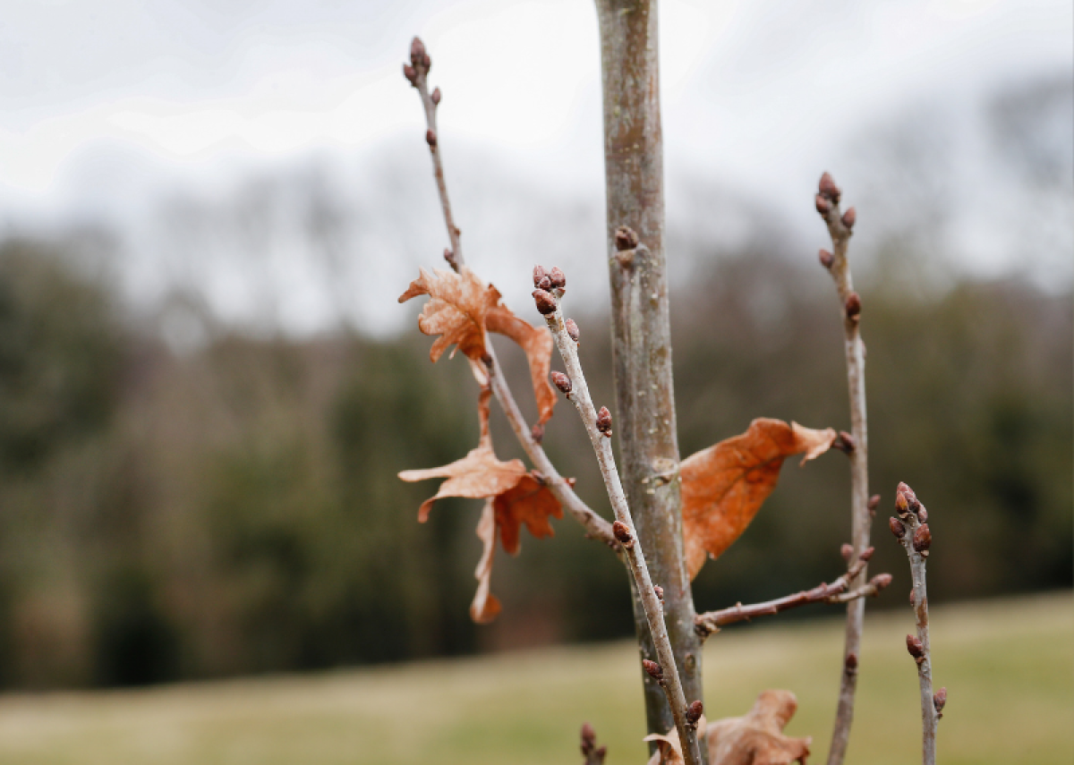 A close up of a young oak after it was recently planted in the Forest