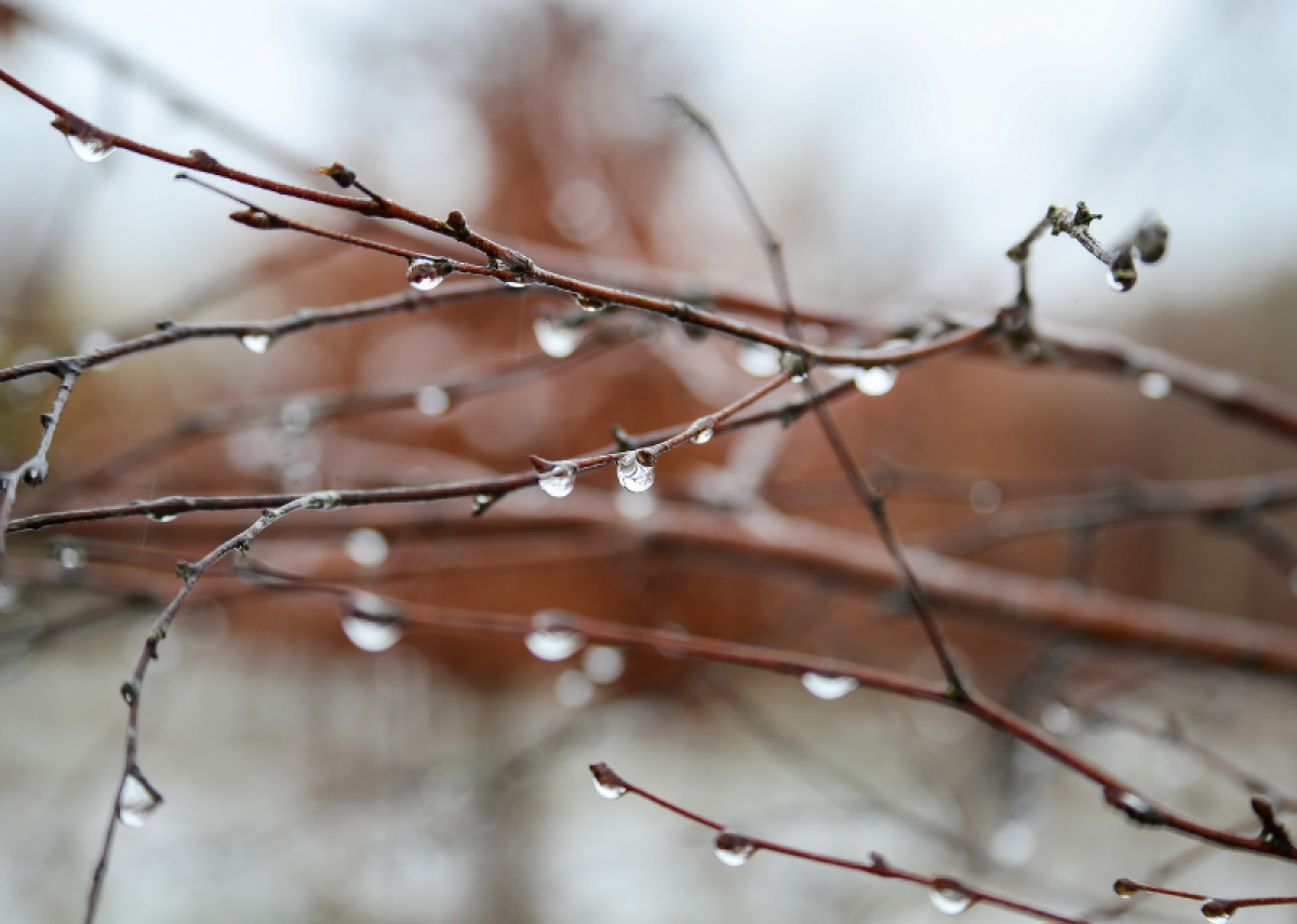 Snow melting over young tree branches in the Forest