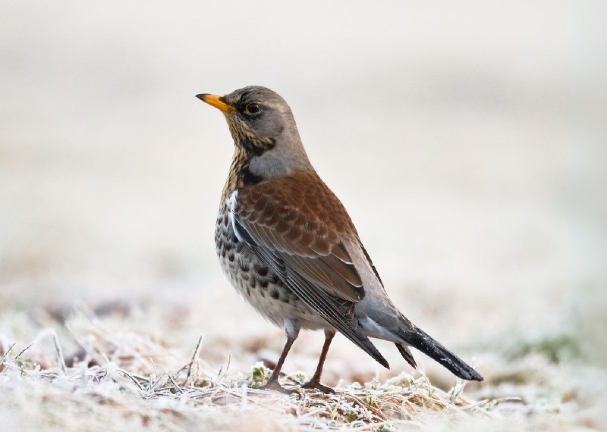 A close up of a fieldfare on snowy ground