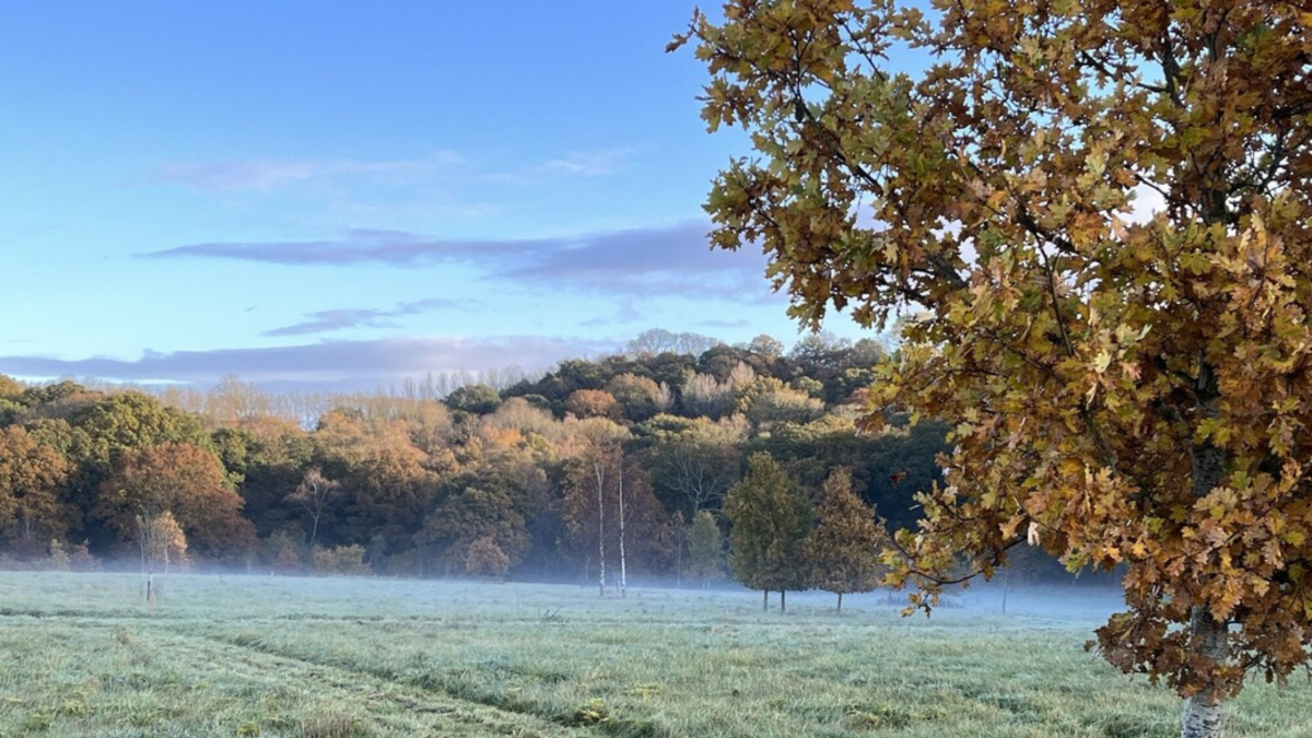 A misty morning over Alne Wood Park looking towards middle Spernal