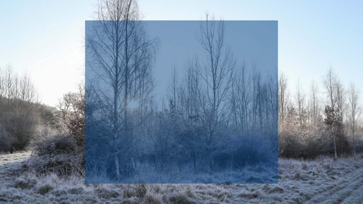 A low winter sun, the frost has powdered the Forest's floor and skeletal trees, with a blue block