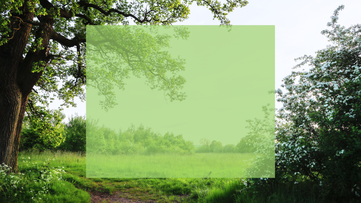 A springtime view of the Forest with a green colour block in the middle