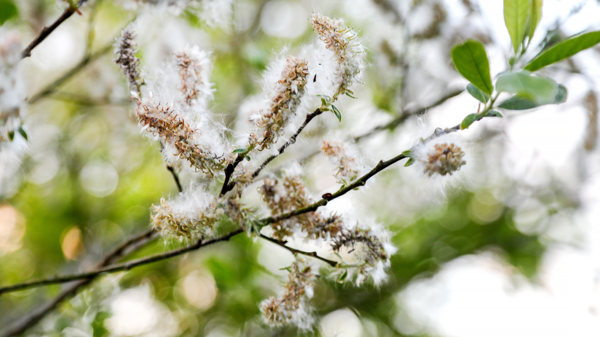 A close up of white spring flora