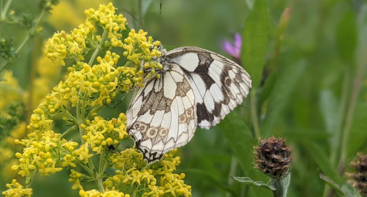 A marbled white butterfly in the Forest