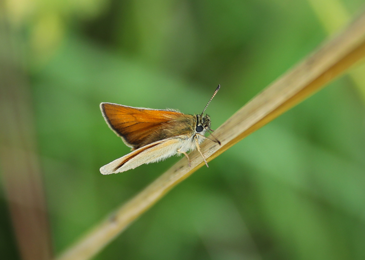 A close up of a skipper butterfly in the Forest