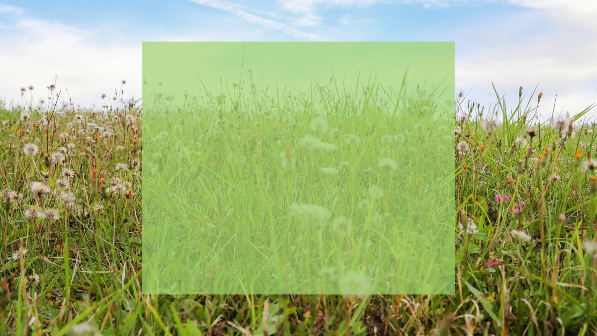 A summertime view of the Forest with a green colour block in the middle