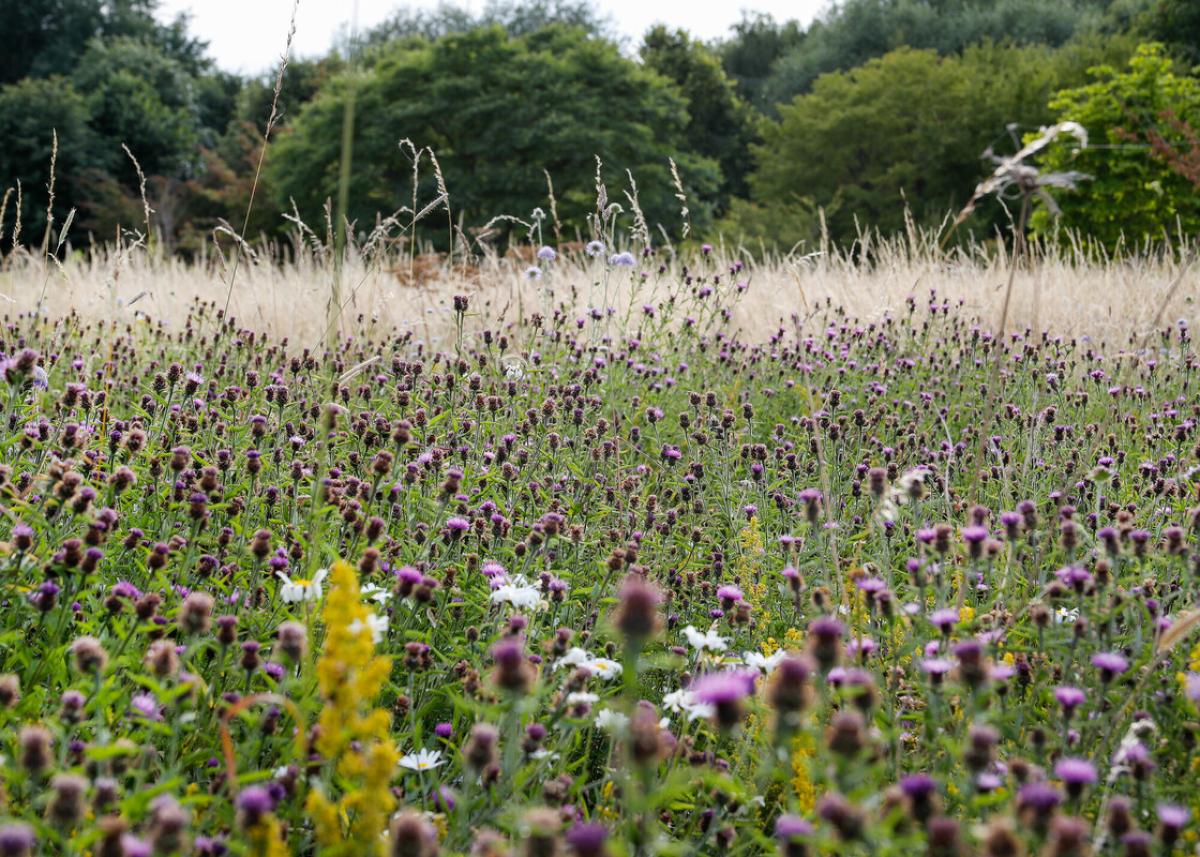 A summer wildflower meadow in of native flora