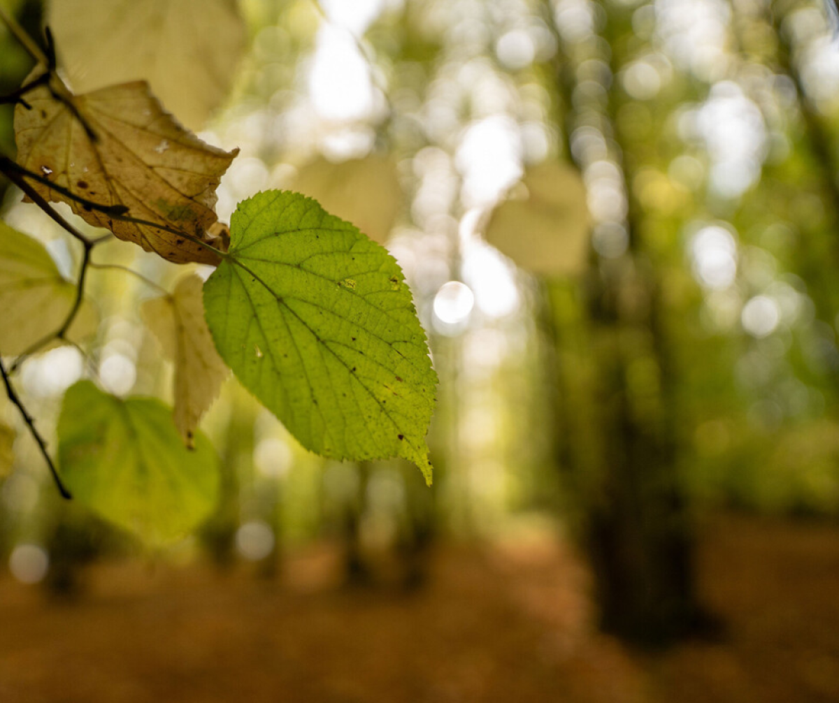 A close up of an autumnal leaf of the small leafed lime 