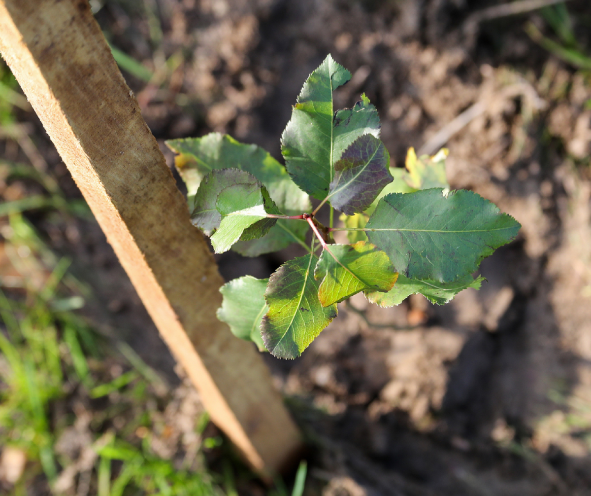 A sapling in the muddy ground being supported with a wooden stake 