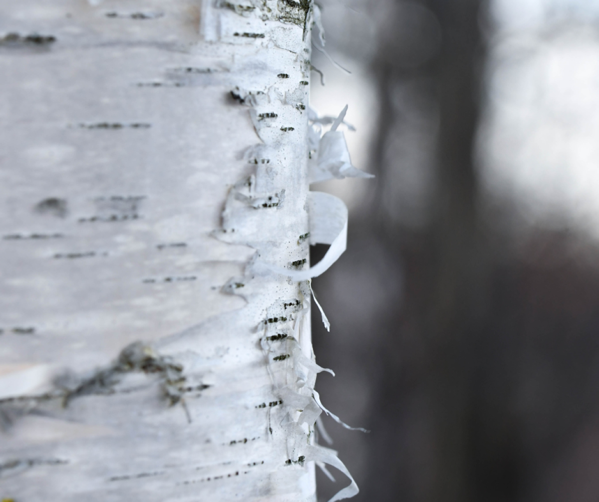 Close up of a silver birch tree 