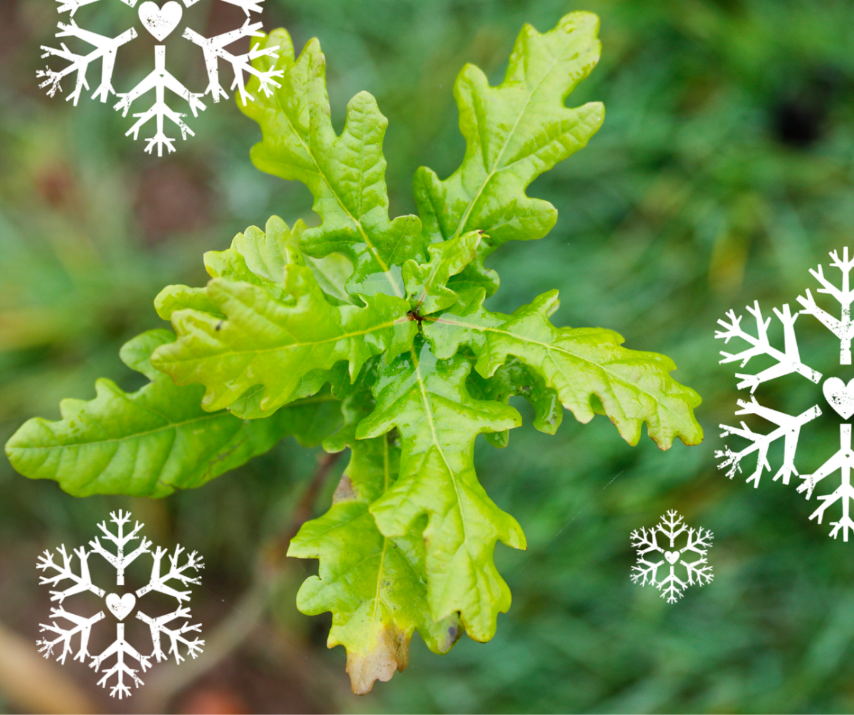 an oak tree sapling with our festive tree snow flakes dotted around it