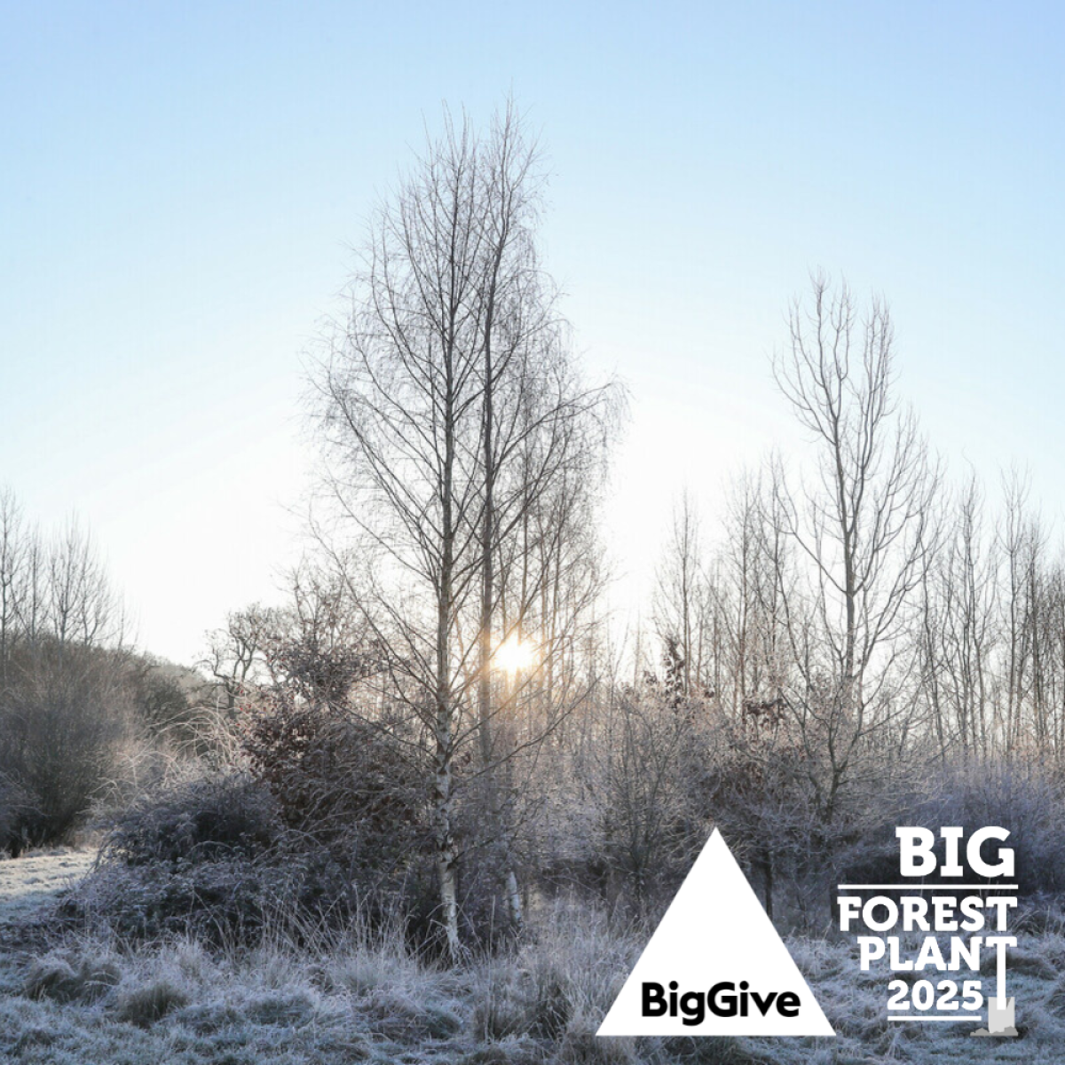 Winter trees with a heavy frost and a low light with the Big Give  and Big Forest Plant 