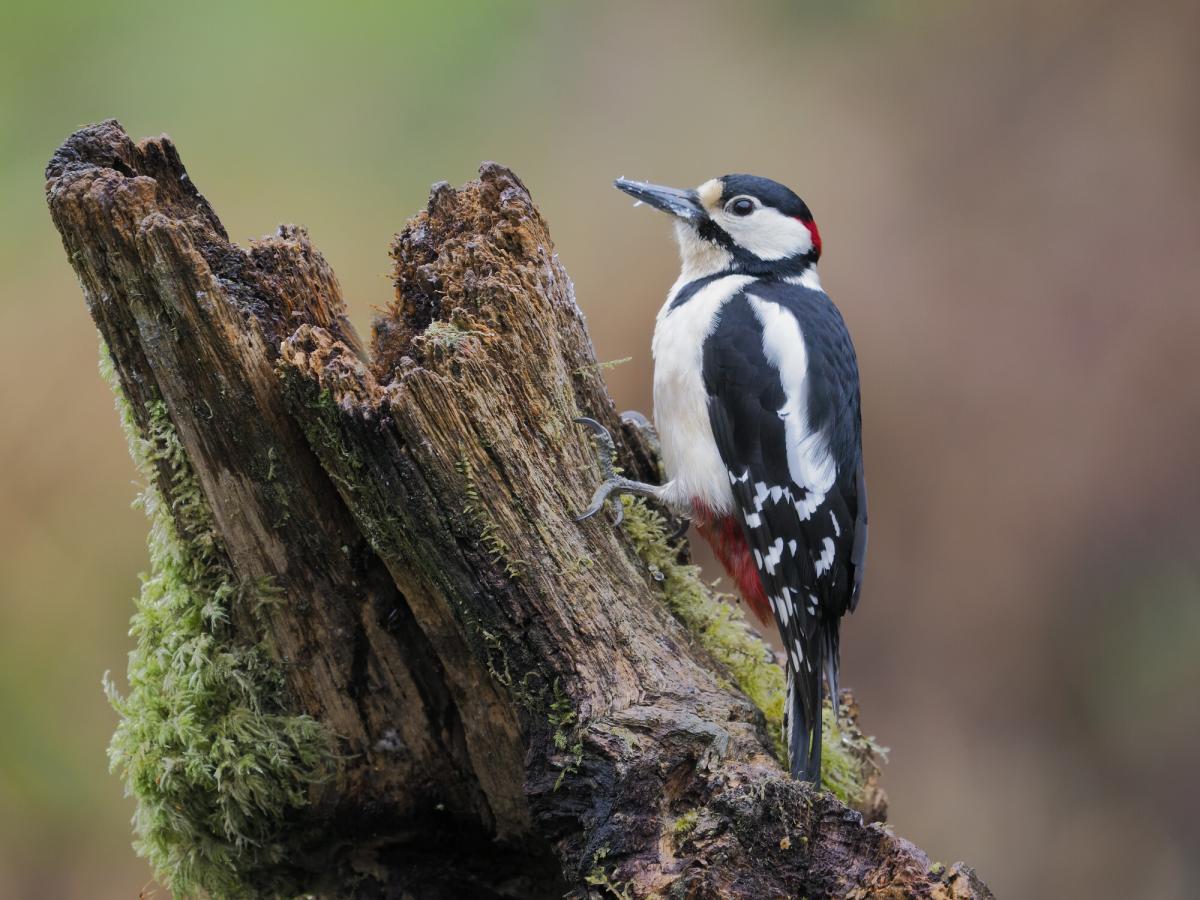 A great spotted woodpecker perched on deadwood