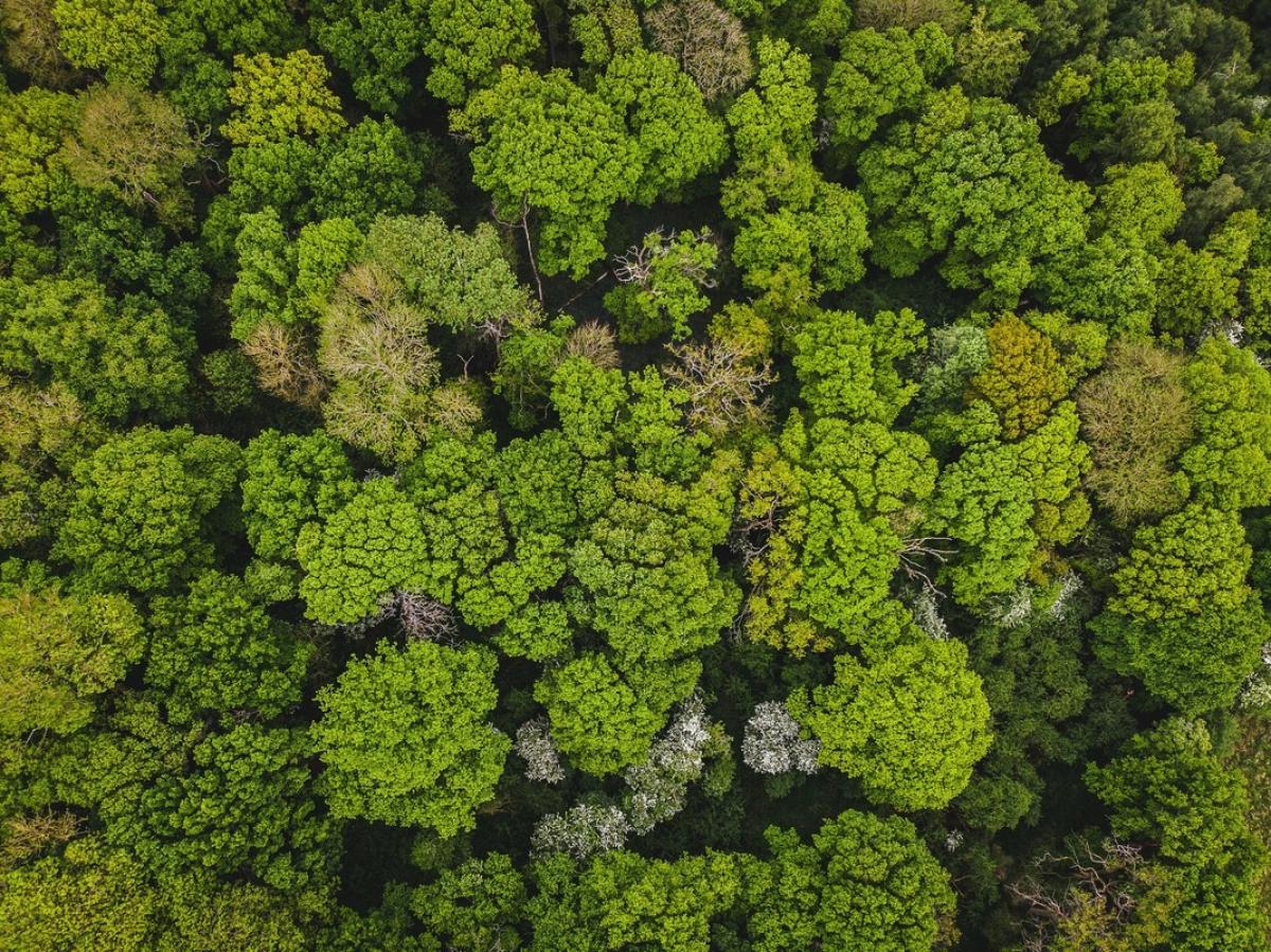 Aerial of the mature trees of Alne Wood in the Forest 