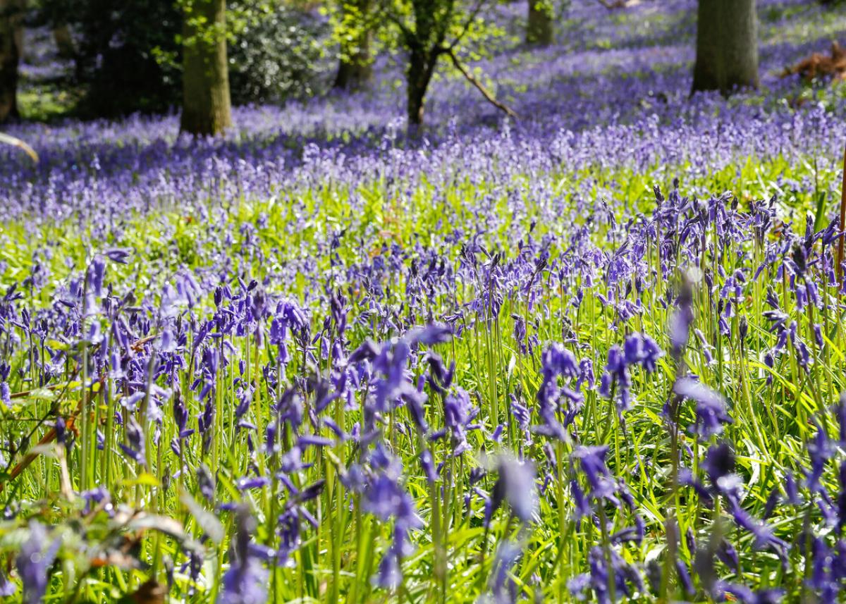 A sea of blue bells under the tall mature trees of Alne Wood