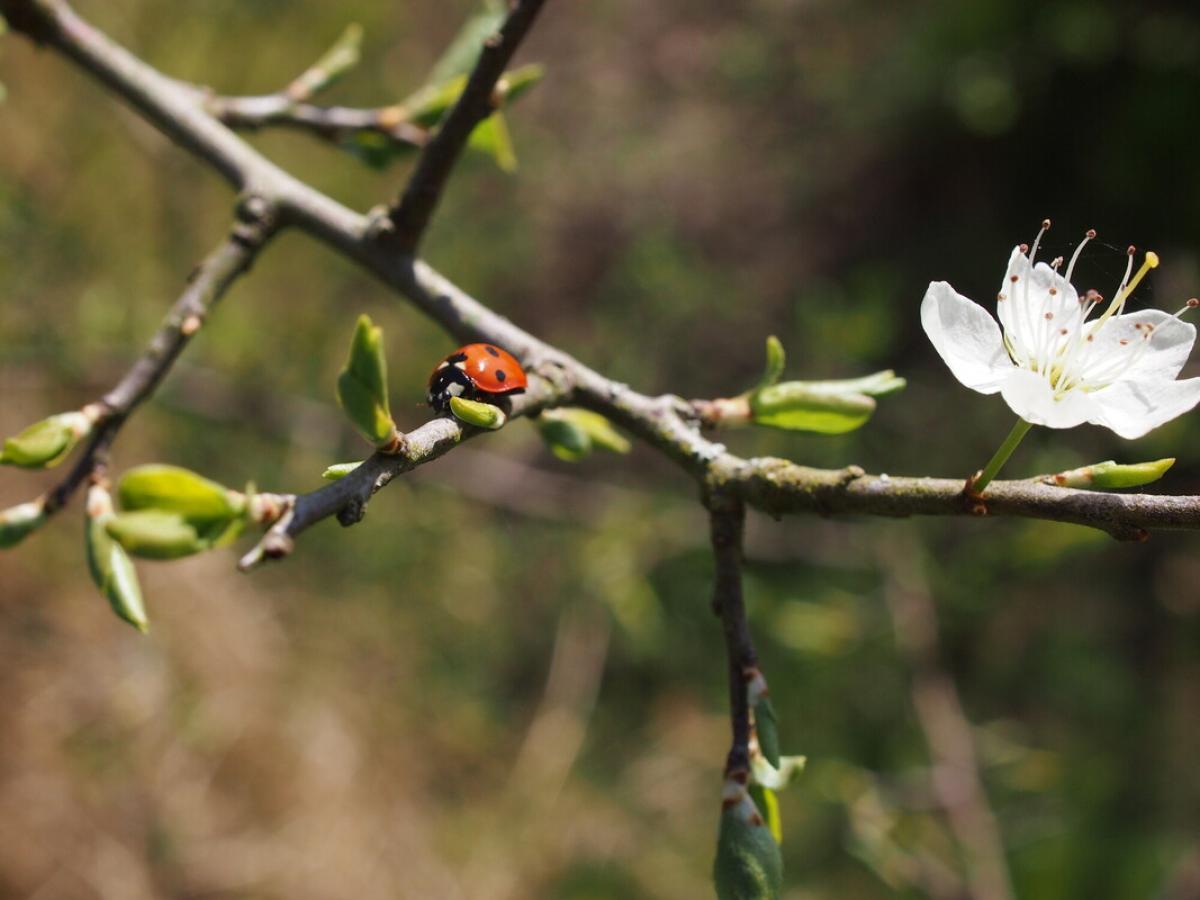 A close up of a seven spot lady bird on a branch with early blossom