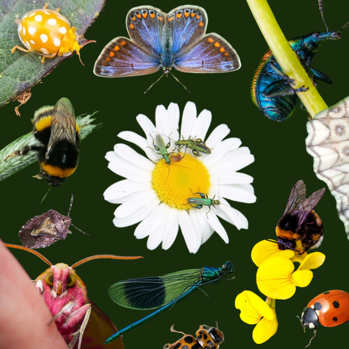 Earth Raise creative 2026 with a variety of pollinators, bees, butterflies, moths, ladybirds, beetles