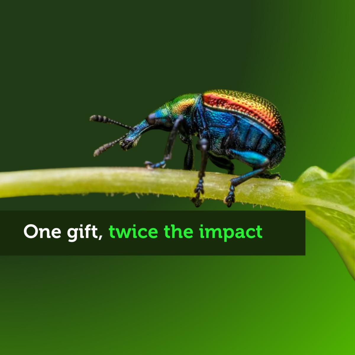 one gift, twice the impact. The small but mighty creature featured is a colourful small but mighty aspen rolling leaf weevil