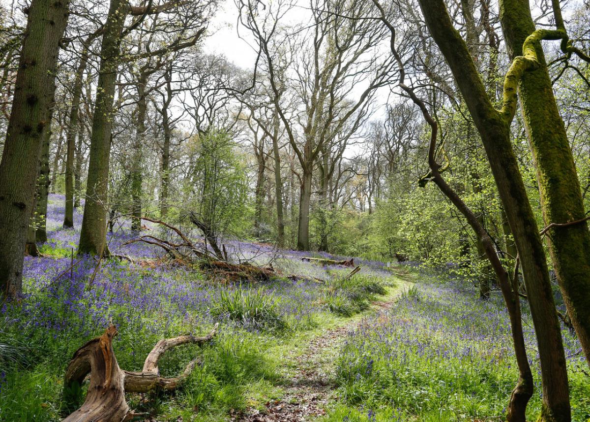 A woodland scene with bluebells
