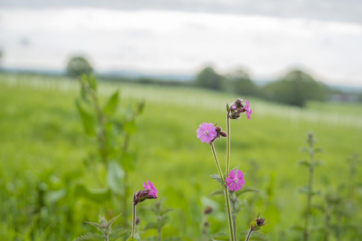 Wildflowers in the foreground, woodland creation blured out behind