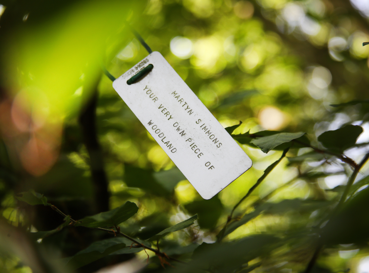 A close-up of a tagged tree in the Forest