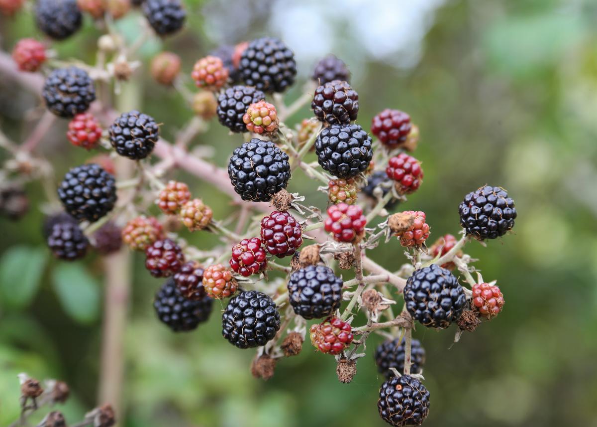 blackberries on a bramble, some ripe some are still ripening. Found at Netherstead 