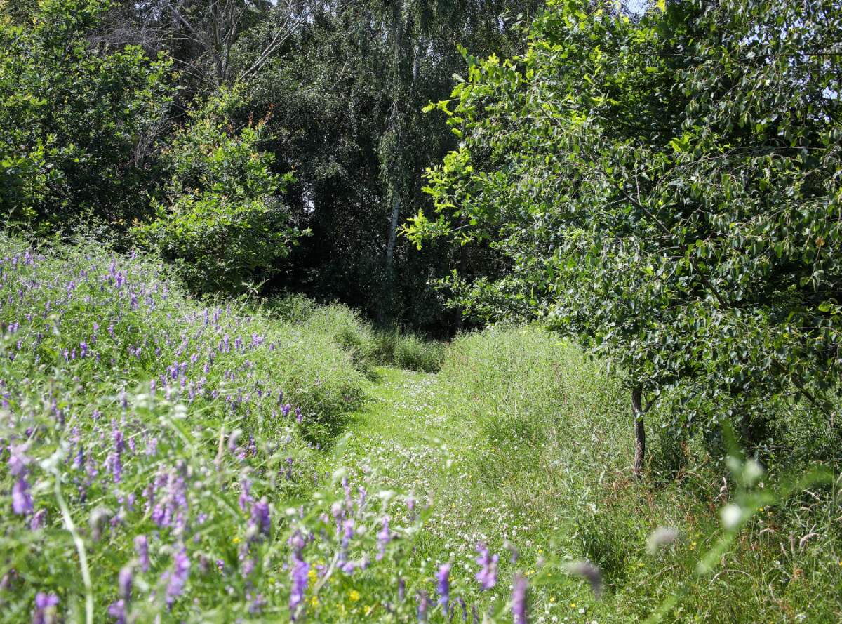 The tree dedication area at Dorothy's Wood