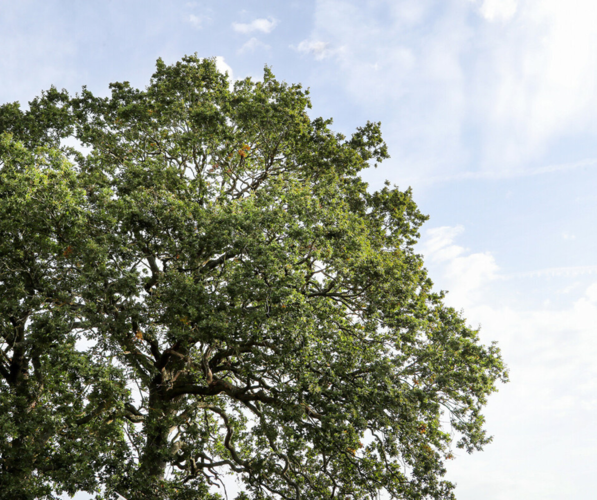 A large mature oak tree canopy against a blue cloudy sky 