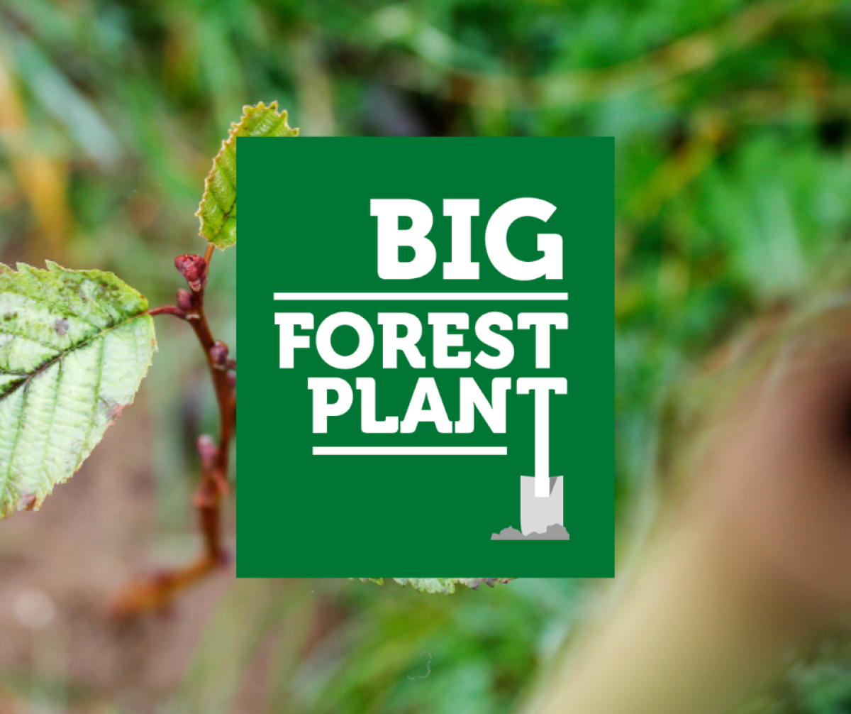 Sapling in the ground with the Big Forest Plant logo in the middle