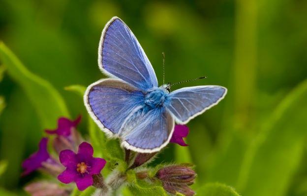 Close up of the spread wings of the Common blue butterfly perched on a purple flower