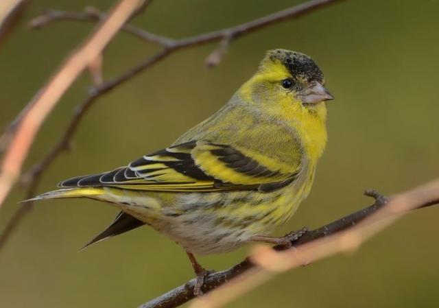 Siskin standing on a tree branch