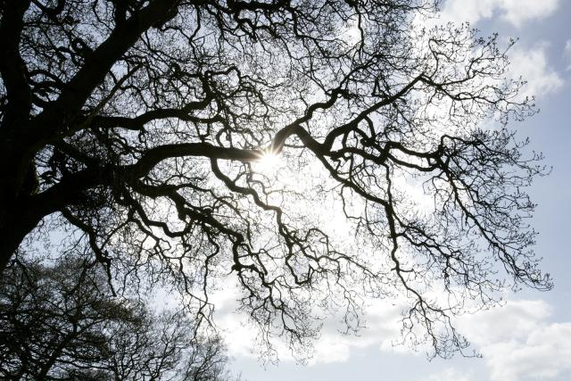 The branches of a tree silhouetted against the blue sky