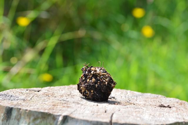 Close up of a seed bomb made with compost