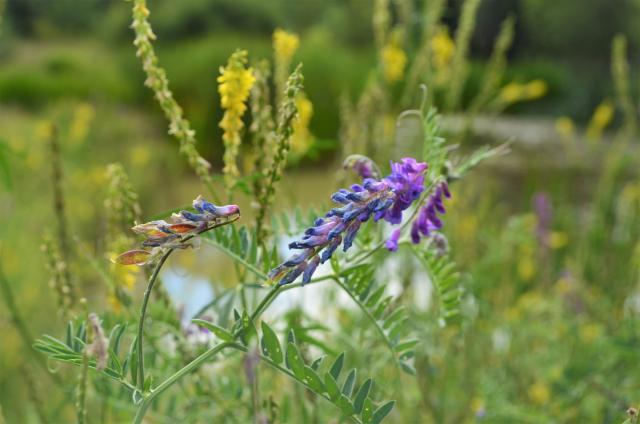 Close up of a mix of wildflowers around Colletts Pond