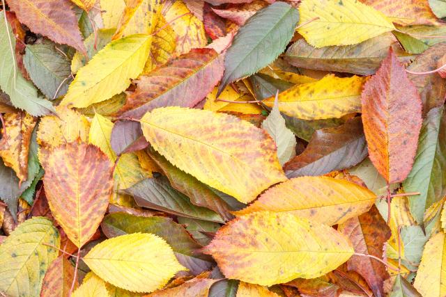 Fallen autumnal cherry tree leaves