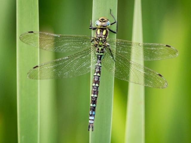 Southern Hawker