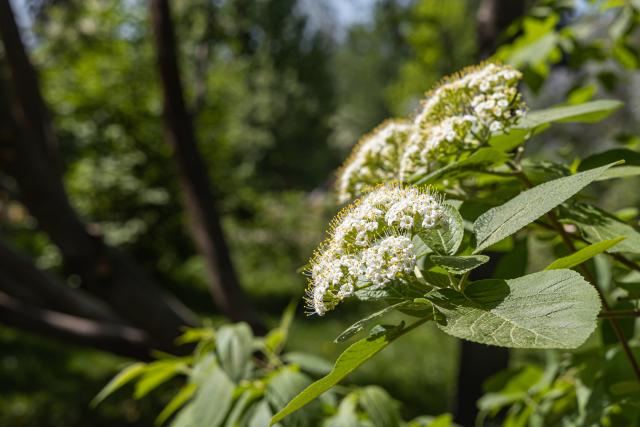 little white flowers of the wayfaring tress