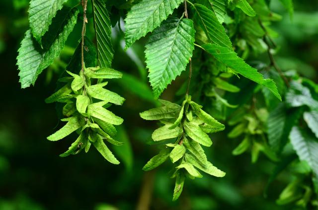 green hornbeam leaves and catkins