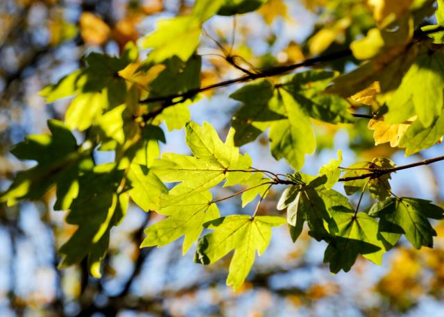 Close up of green field maple leaves on branches in the sunshine