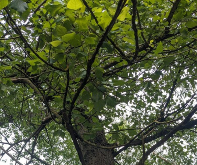 a veteran black poplar tree