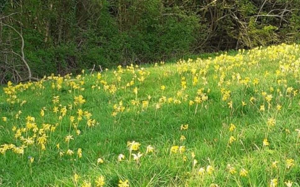An area of grassland covered with vibrant yellow cowslips