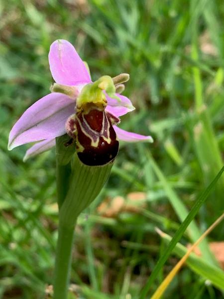 Close up of a bee orchid in the grass