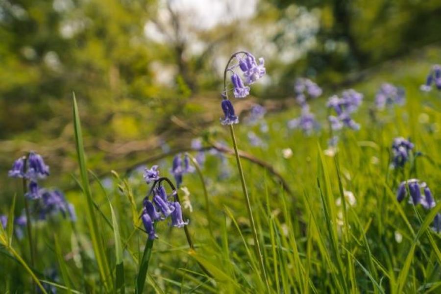Close up of bluebells growing in the grass