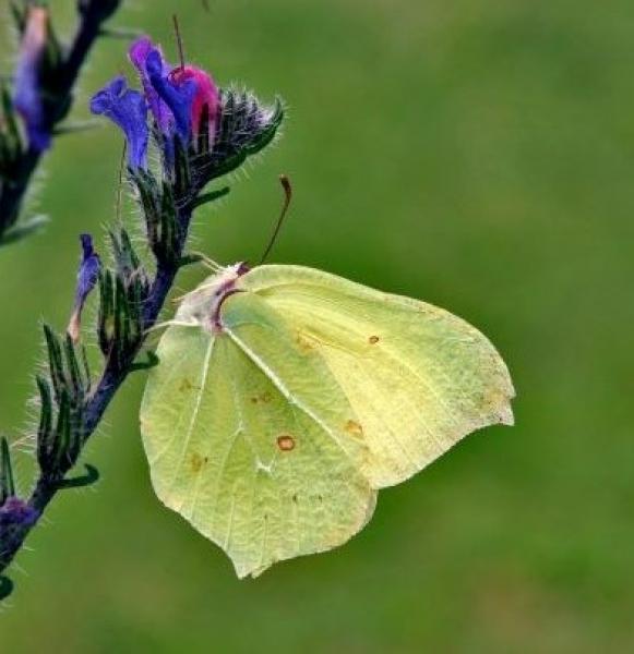 Side shot of a Brimstone butterfly resting on a Delphina flower