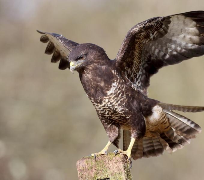 A buzzard with its wings open