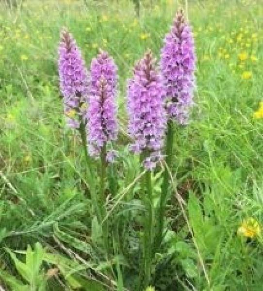 Some common spotted orchids in the grass at Pitchell's Wood