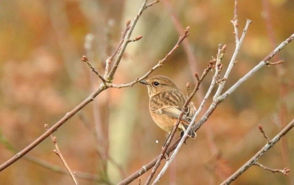 Close up of a female Stonechat perched on a branch at Morgrove Coppice