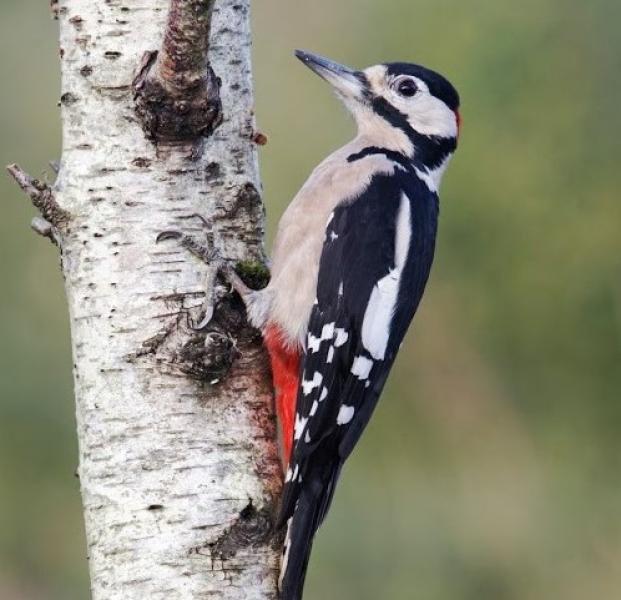 a great spotted woodpecker pecking a tree trunk
