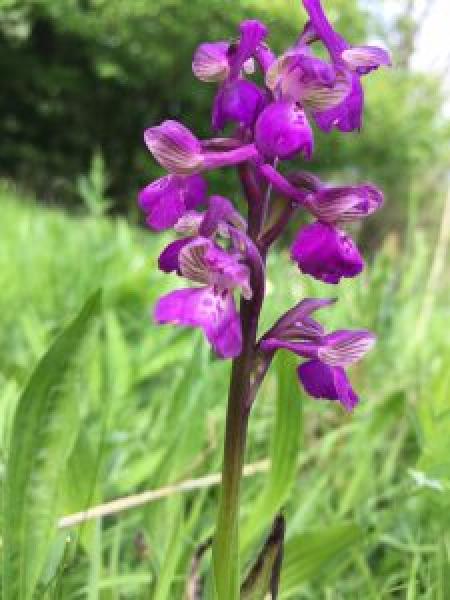 Close up of a green winged orchid in the grass at Dorothy's Wood